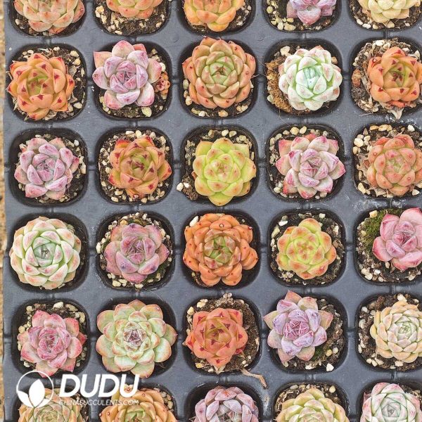 100Pcs Echeveria Hybrid Varieties Seedlings - Image 2
