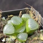 Haworthia hybrid Mirrorball - Image 2