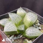 Haworthia Glass Compto - Image 2