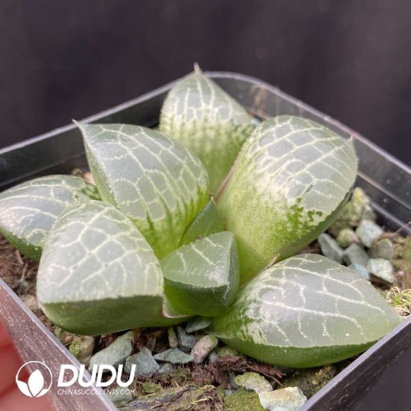 Haworthia Glass Compto - Image 2