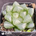 Haworthia cooperi var. pilifera - Image 2