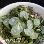 Haworthia Pluto - Image 2
