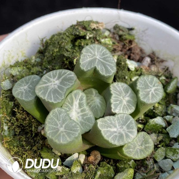 e202-344.jpg Haworthia Pluto - Image 2
