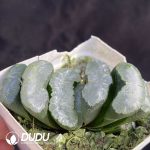 Haworthia Snow wolf - Image 2