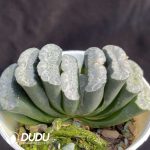 Haworthia fundamental - Image 2