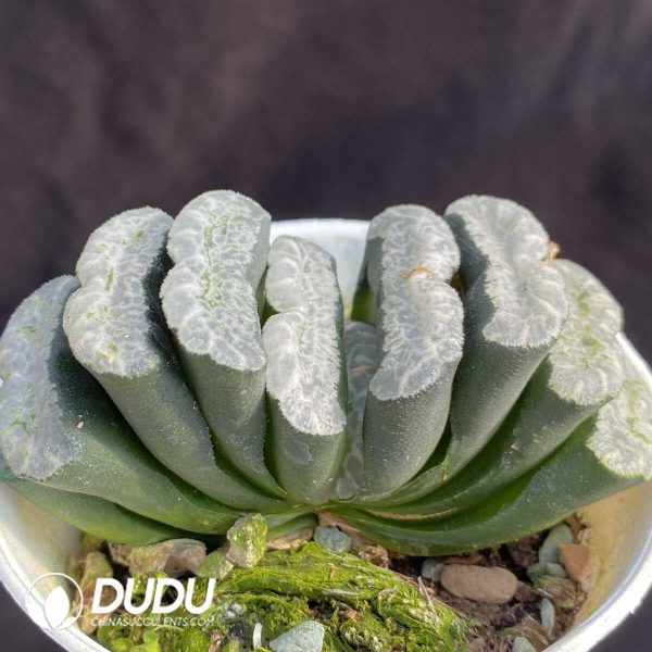 Haworthia fundamental - Image 2