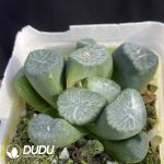 Haworthia Peerless - Image 2