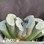 Haworthia anemone - Image 2