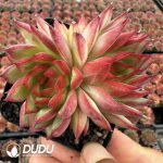 Echeveria Fire Phoenix Double Head - Image 2
