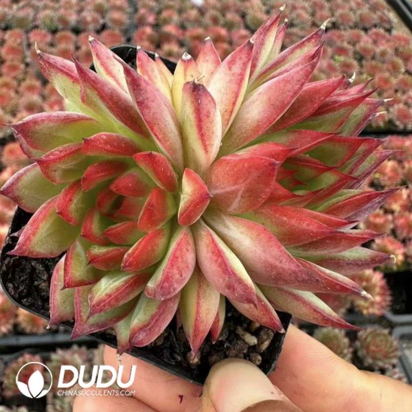 Echeveria Fire Phoenix Double Head - Image 2