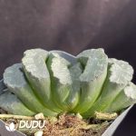 Haworthia Titan - Image 2