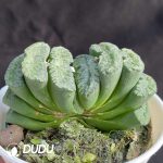 Haworthia pirate - Image 2