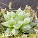 Haworthia West Asia Tsuen - Image 2
