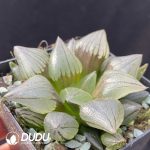 Haworthia magnifica v.atrofusca - Image 2