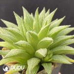 Haworthia Kegazato magnifica - Image 2