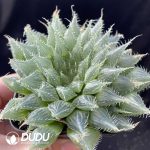 Haworthia Black Bear Diana - Image 2