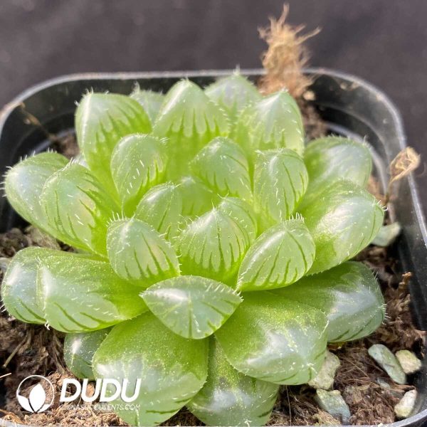 Haworthia Glacier - Image 2