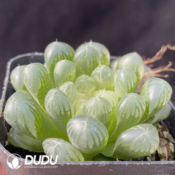 e202-358.jpg Haworthia Amber - Image 2