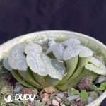 Haworthia Floating algae - Image 2