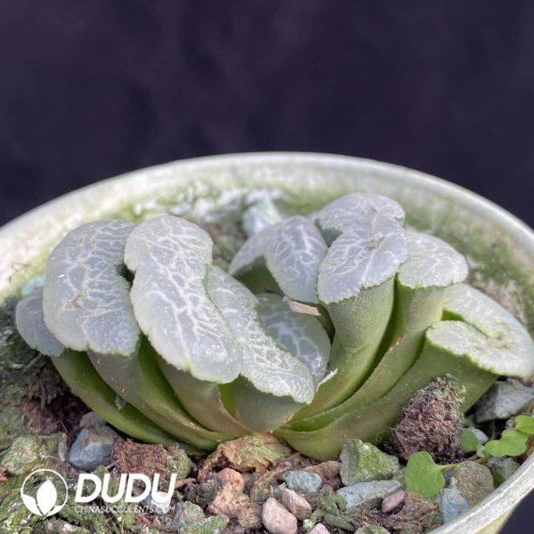 Haworthia Floating algae - Image 2