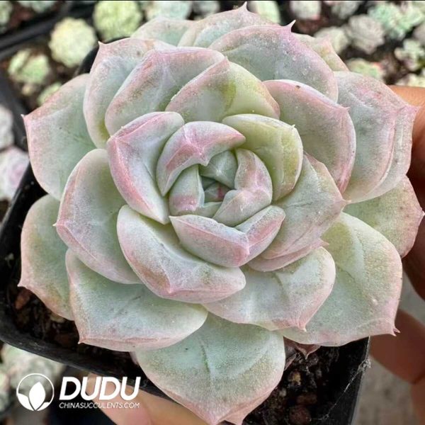 Echeveria Pear Rain - Image 2