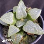 Haworthia White Eyed Dragon - Image 2