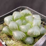 Haworthia Ice Lamp - Image 2