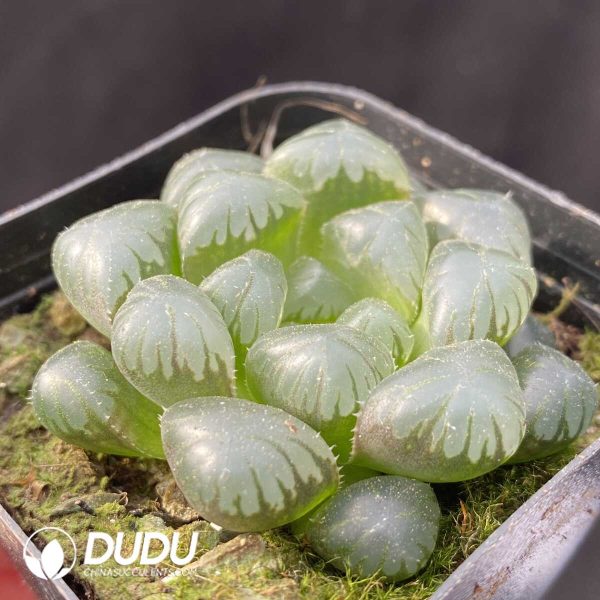 Haworthia Ice Lamp - Image 2