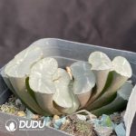 Haworthia Okubo lens - Image 2