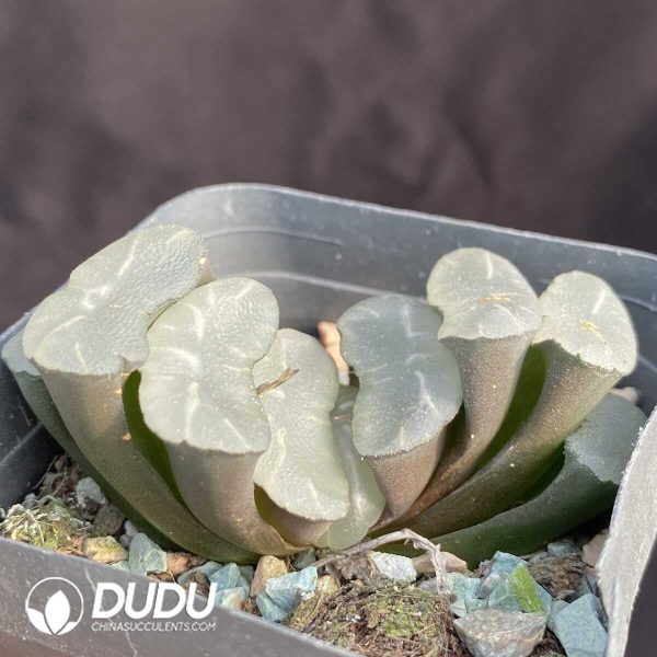 Haworthia Okubo lens - Image 2