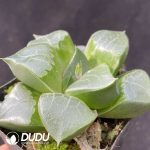 Haworthia Longxi magnifica - Image 2