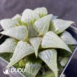Haworthia Aluminum Star - Image 2