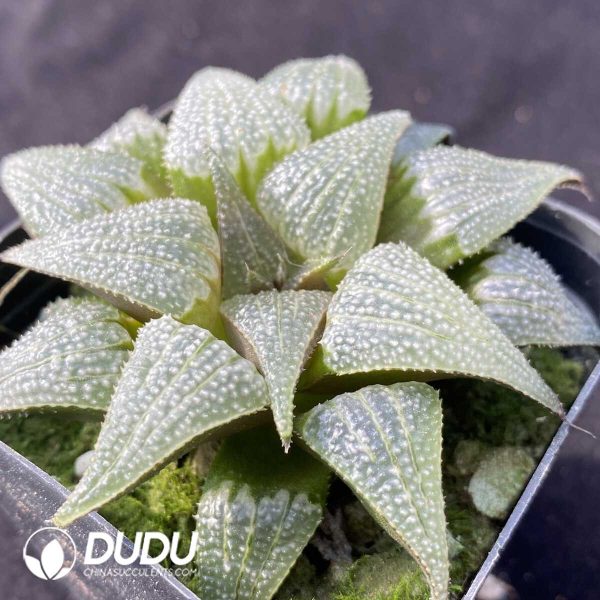 Haworthia Aluminum Star - Image 2