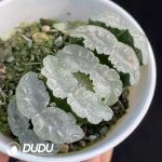 Haworthia Mammo - Image 2