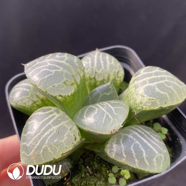 Haworthia Compto101 - Image 2