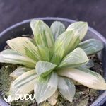 Haworthia Heidelbergensis Variegated - Image 2