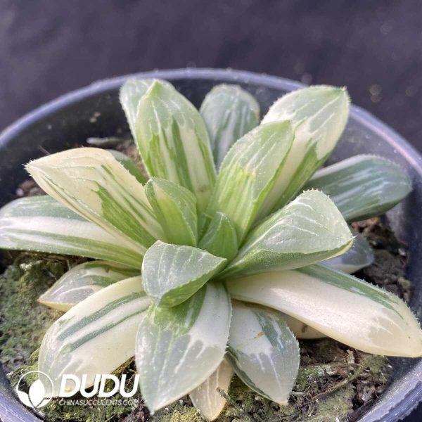 Haworthia Heidelbergensis Variegated - Image 2