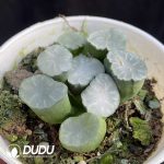 Haworthia Maughanii HakujiLens - Image 2