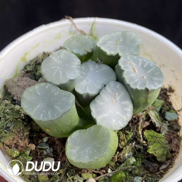 Haworthia Maughanii HakujiLens - Image 2