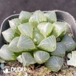 Haworthia Cooperi Glutinouss - Image 2