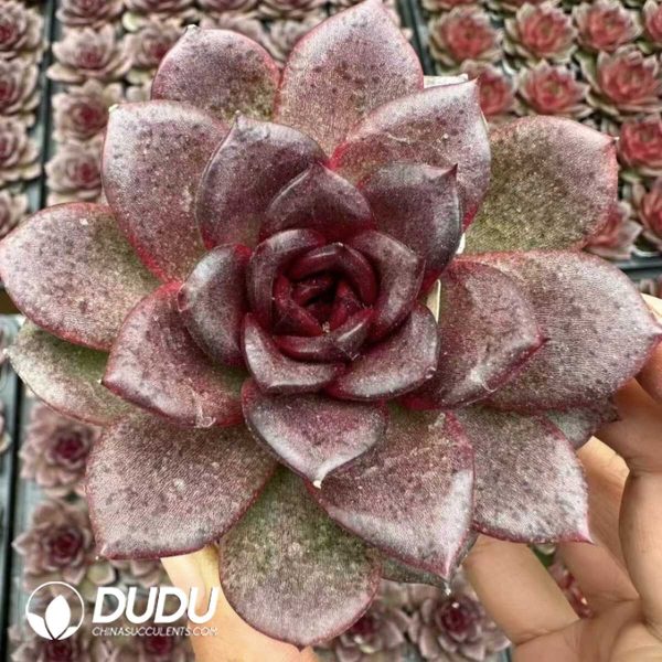 Echeveria Magic Rose - Image 2