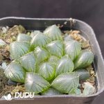 Haworthia cooperi var. obtusa Blue Mirror - Image 2