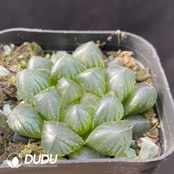 Haworthia cooperi var. obtusa Blue Mirror - Image 2