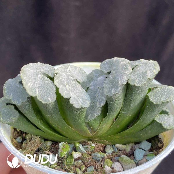 Haworthia Luan Fa - Image 2