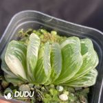 Haworthia Jade fan Variegated - Image 2