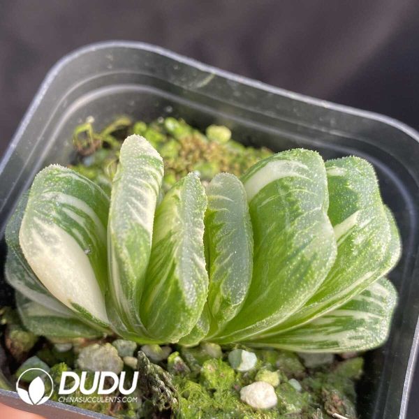 Haworthia Jade fan Variegated - Image 2