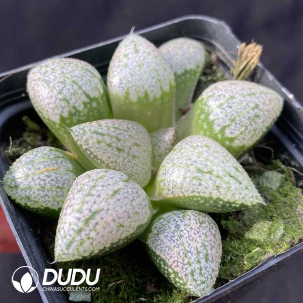 Haworthia Emelyae Var. Emelyae Poelln - Image 2
