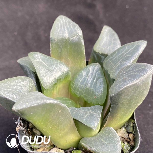 e202-374.jpg Haworthia correcta Poelln - Image 2