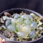 Haworthia cooperi var. truncata - Image 2