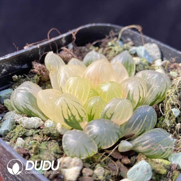 Haworthia attenuata var. clariperla - Image 2